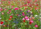 1 Urban Meadow.jpg